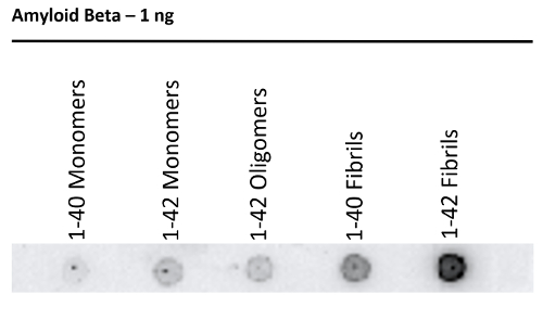 Dot blot using anti-amyloid beta 1-11 rabbit antibodies